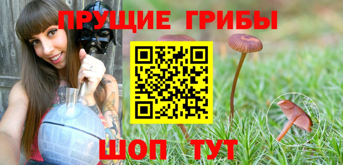 Михайловка  Псилоцибиновые грибы Psilocybine cubensis  Вход с VPN 